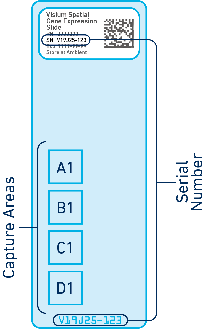 Visium slide layout